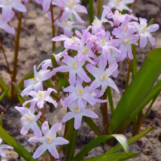 Forbes’ Glory-of-the-Snow ‘Pink Giant’