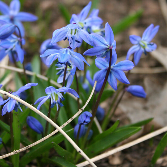 Siberian squill