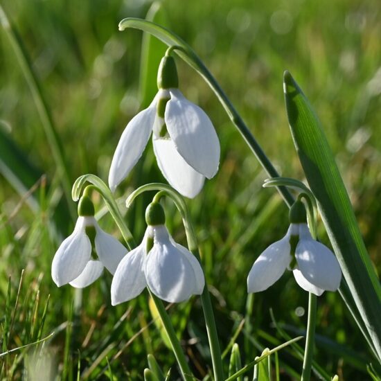 Giant Snowdrop