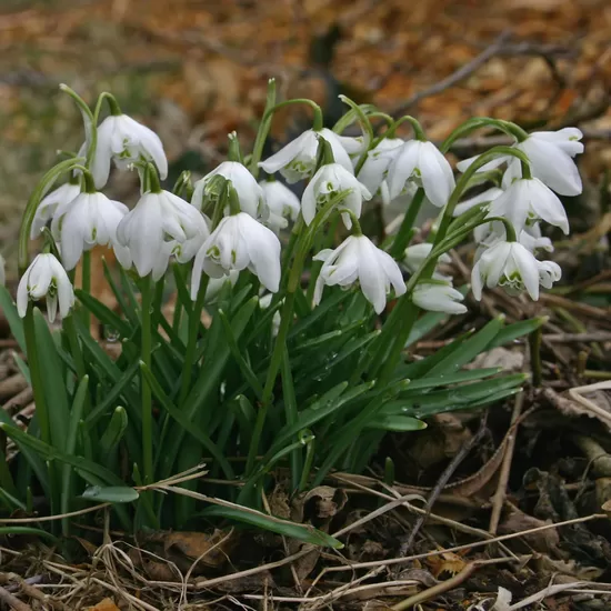 Double snowdrop 'Flore Pleno'