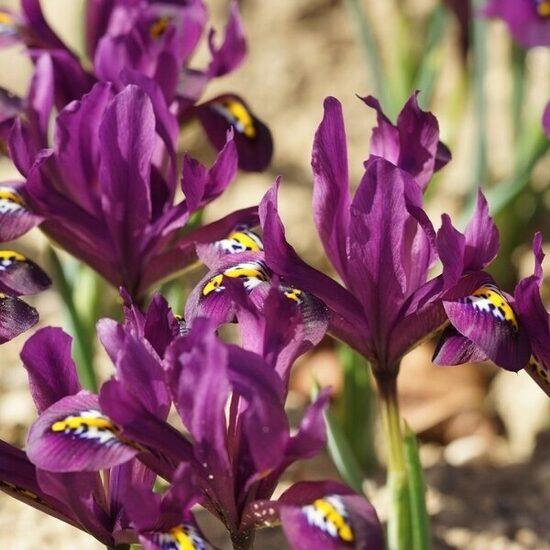 Netted Iris 'J.S. Dijt' (Reticulata), 10 bulbs