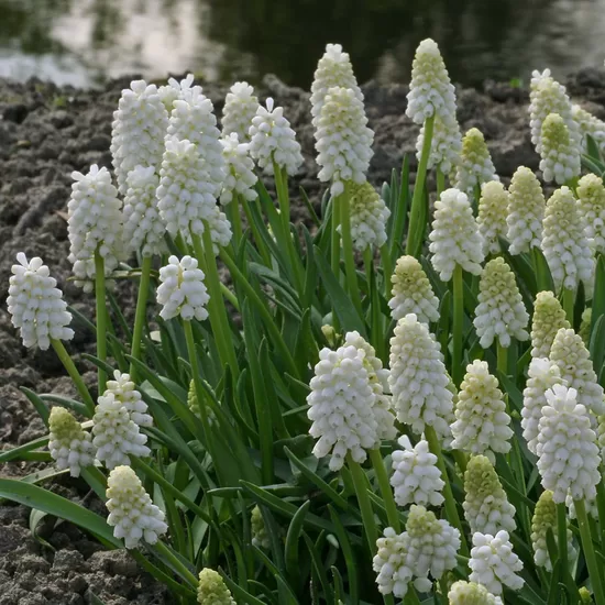 Grape hyacinth ‘White Magic’, 10 bulbs