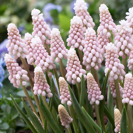 Grape hyacinth ‘Pink Sunrise’, 10 bulbs