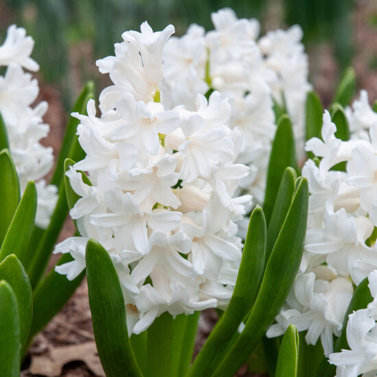 Hyacinth ‘Aiolos’, 3 bulbs