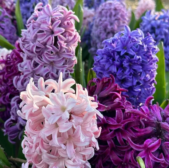 Hyacinths ‘Spring blend’, 25 bulbs