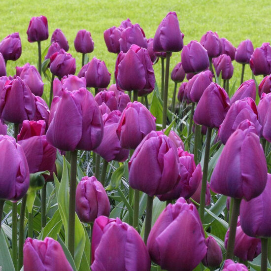Tulip ‘Negrita’, 5 bulbs