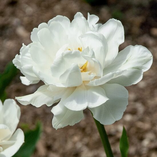 Tulip 'Popcorn', 5 bulbs