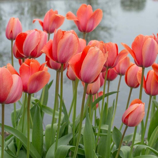 Tulip 'Apricot Impression', 5 bulbs
