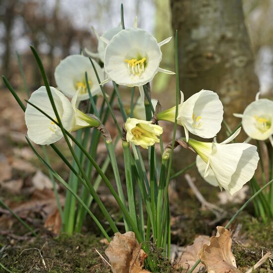 Daffodil ‘Arctic Bells’, 5 bulbs