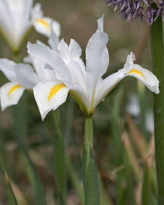 Holandes īriss ‘White van Vliet’ (Iris hollandica), 10 sīpoli