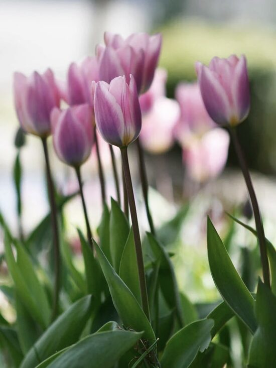 Tulip 'Light and Dreamy', 5 bulbs