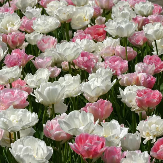 Tulpes mix 'Pink Cloud', 50 sīpoli