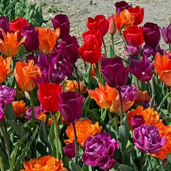 Tulpes mix 'Hot Spring', 50 sīpoli