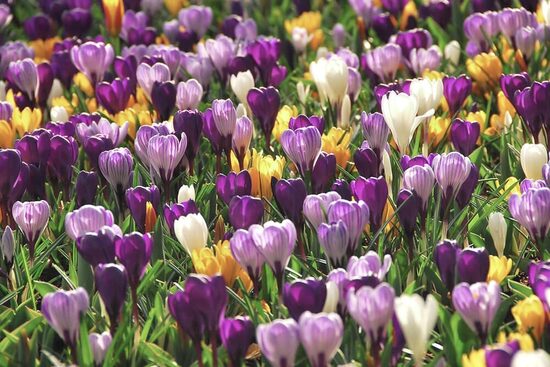 Crocus 'Large Mix'