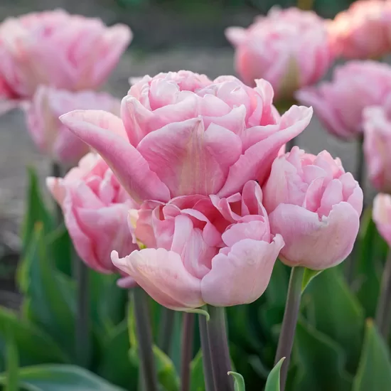 Tulpe 'Mariage', 5 sīpoli