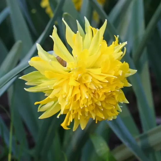 Narcise 'Rip van winkle', 5 sīpoli