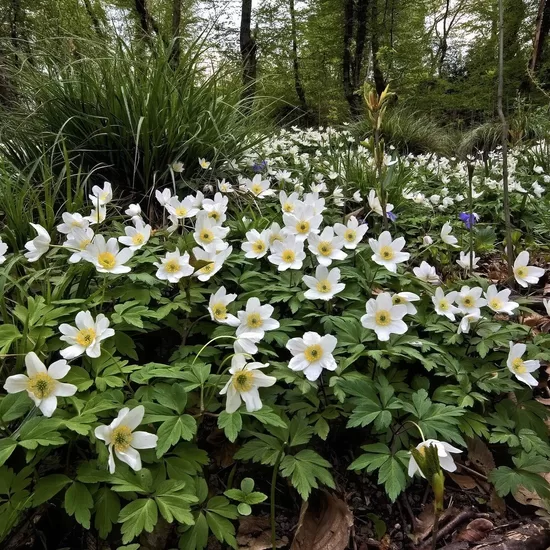 Baltais vizbulis (Anemonoides nemorosa)