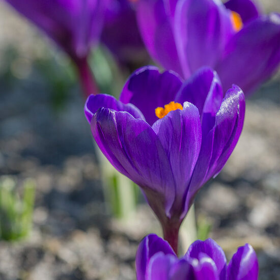 Krokusi ‘Flower Record’