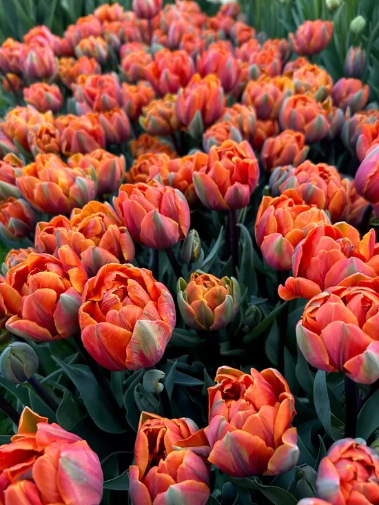 Tulpe 'Orange Princess', 5 sīpoli