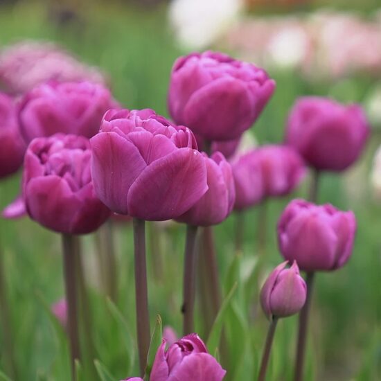 Tulpe 'Backpacker', 5 sīpoli