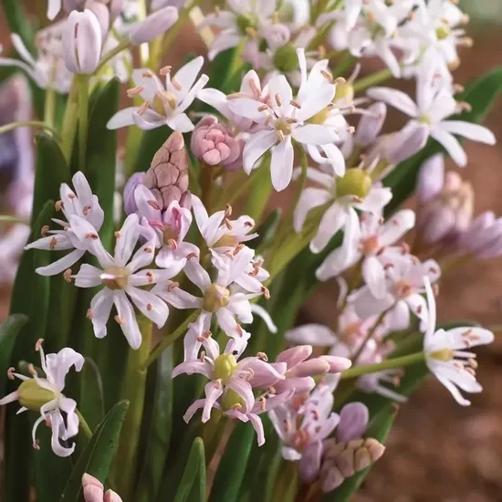 Divlapu zilsniedzīte 'Rosea' (Scilla bifolia), 10 sīpoli