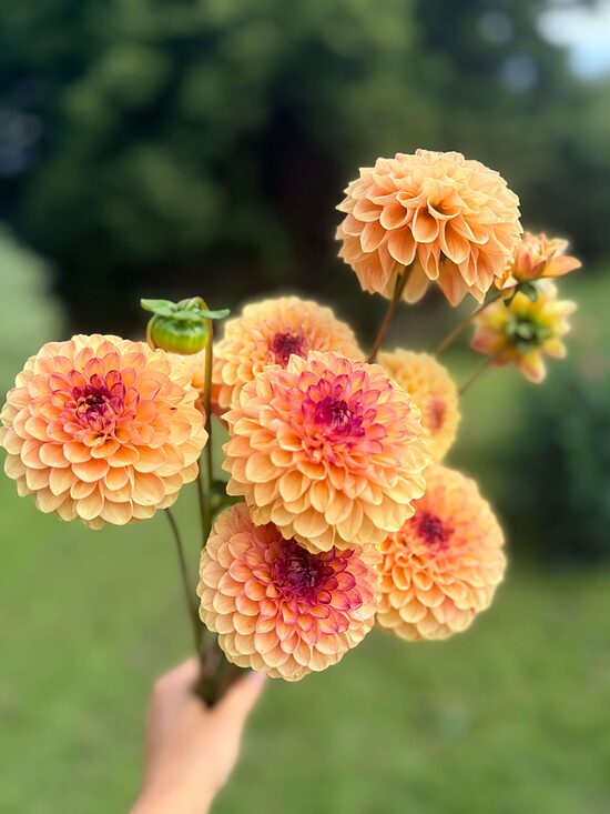 Dālija 'Wine Eyed Jill (Yellow)'