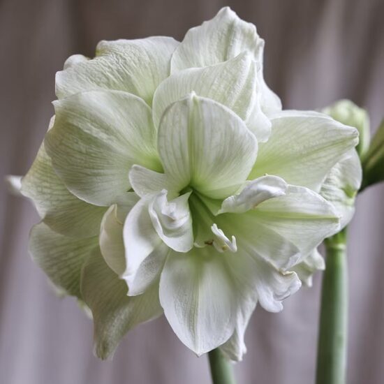 Hipeastrs 'Marilyn' 1 sīpols