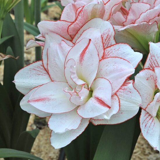 Hipeastrs 'Striped Amadeus' 1 sīpols