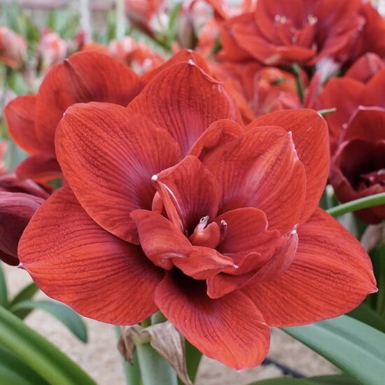 Hipeastrs 'Velvet Nymph' 1 sīpols