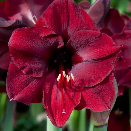 Hipeastrs 'Mandela' 1 sīpols