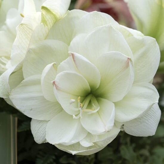 Hipeastrs 'White Amadeus' 1 sīpols