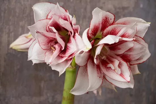 Hipeastrs 'Elvas' 1 sīpols 