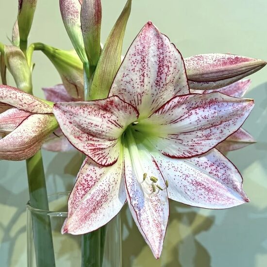 Hipeastrs '1000 Stars' 1 sīpols