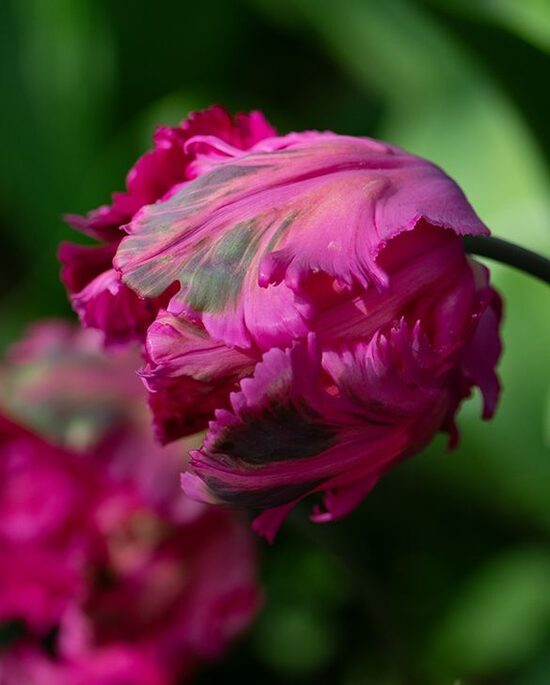 Tulpe 'Power parrot' 5 sīpoli