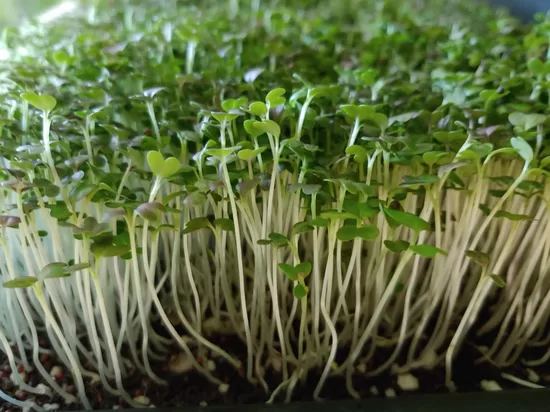 Kale, mikrozaļumiem (Brassica oleracea var. sabellica), 30g