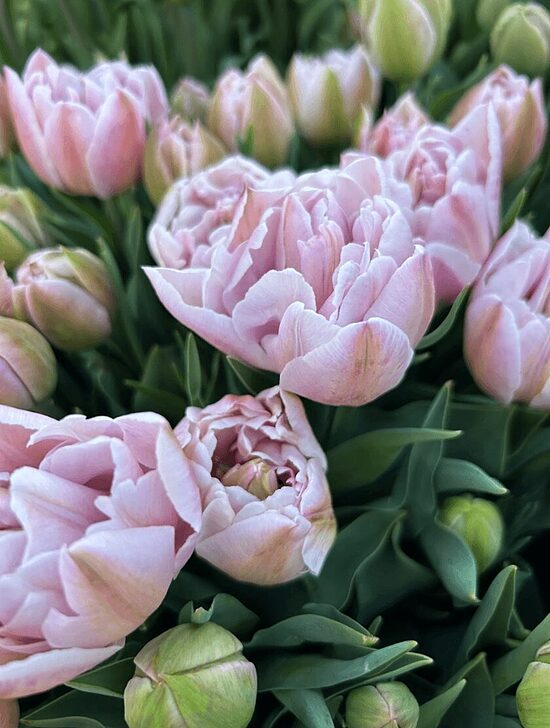 Tulpe ‘Katinka' 5 sīpoli