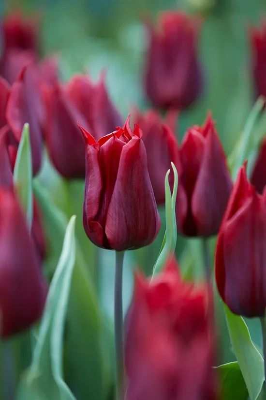 Tulpe 'Lasting Love' 5 sīpoli