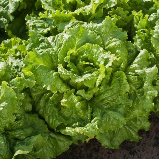 Dārza salāti 'Blonde de Paris' (Lactuca sativa) 0,5g