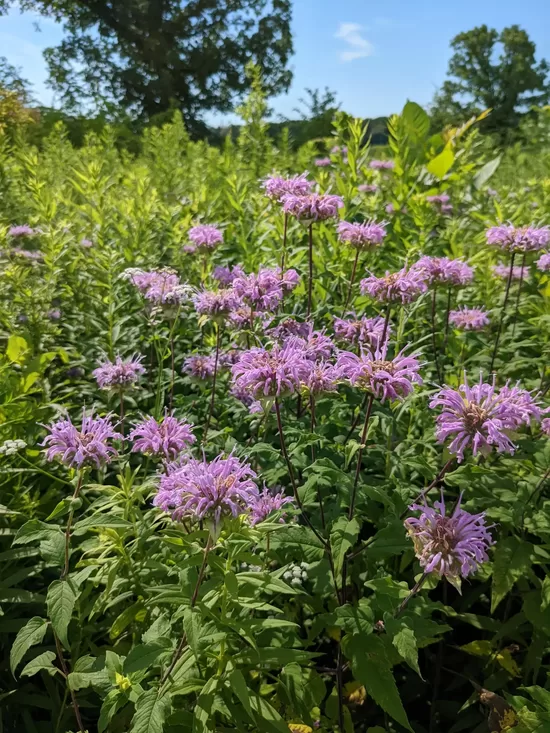 Savvaļas monarda (Monarda fistulosa) 0,1g