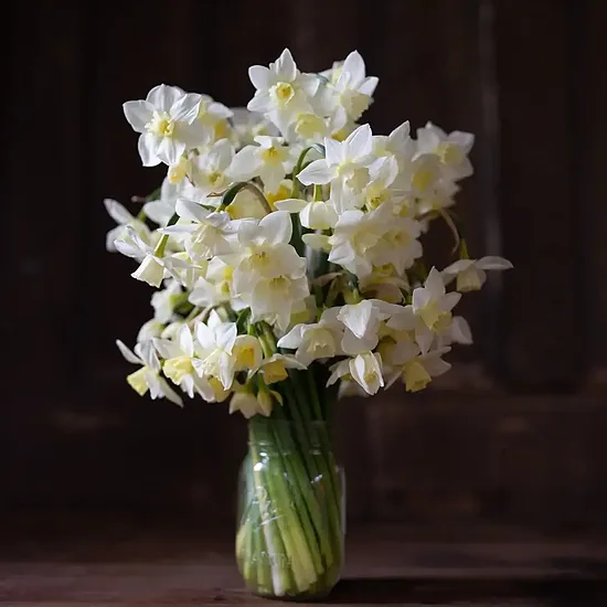 Daffodil ‘Starlight Sensation' 5 bulbs