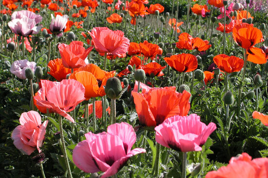 Oriental poppies, MIX (Papaver orientale) 0,1g