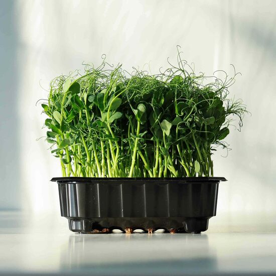 Zirņi 'Foxy', mikrozaļumiem (Pisum sativum), 100g