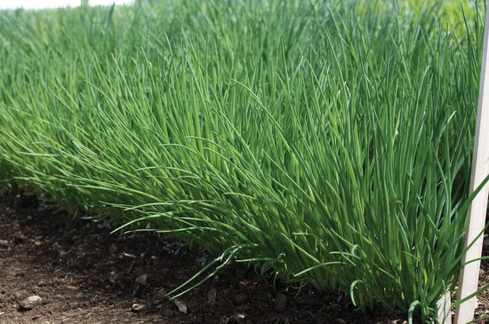 Chives 'Polyvert' 0,2g