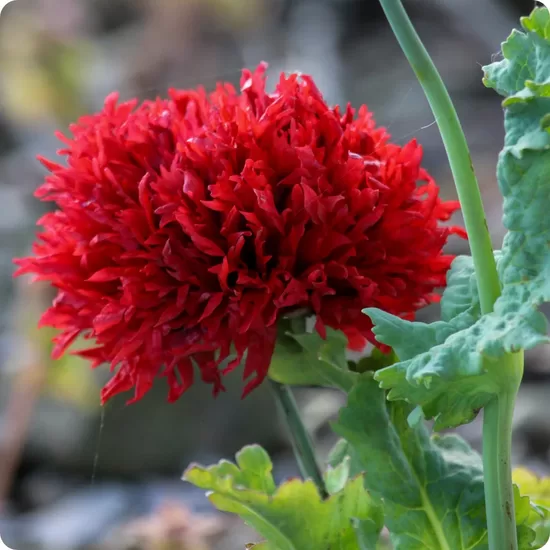 Opium poppy 'Crimson feathers' (Papaver somniferum) 0,5g