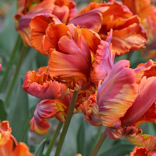 Tulpe ‘Rasta Parrot' 5 sīpoli