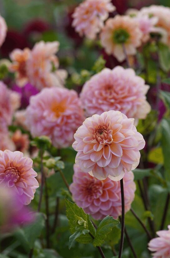 Dālija 'Rosario' 1 gums