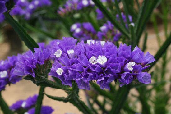 Jomotā limonija 'Purple attraction' (Limonium sinuatum) 0,2g