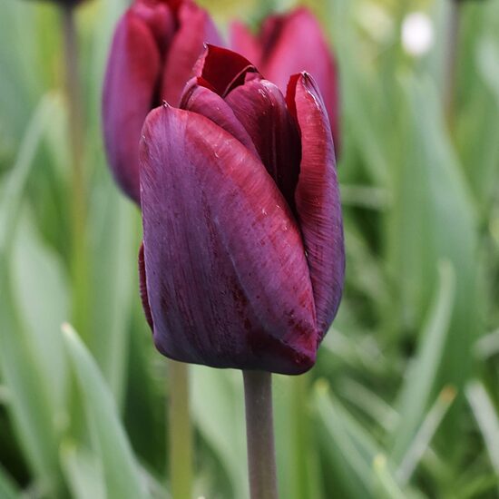 Tulpe ‘Ronaldo' 5 sīpoli