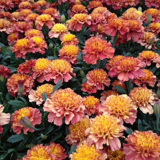 Zemā samtene 'Strawberry Blonde' (Tagetes patula nana) 20 sēklas
