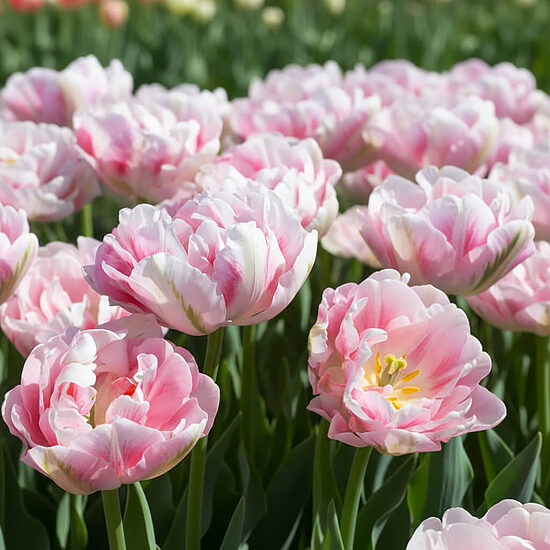 Tulpe 'Foxtrot' 5 sīpoli